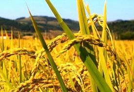大米拋光機主要結構特點及其作用以及對設計的要求